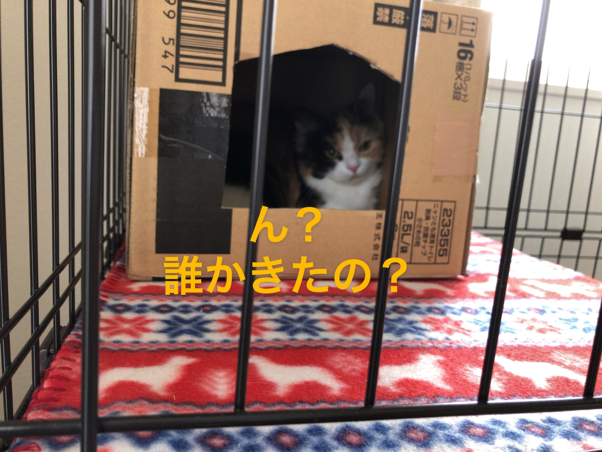 f:id:anz0502:20191210140939j:plain