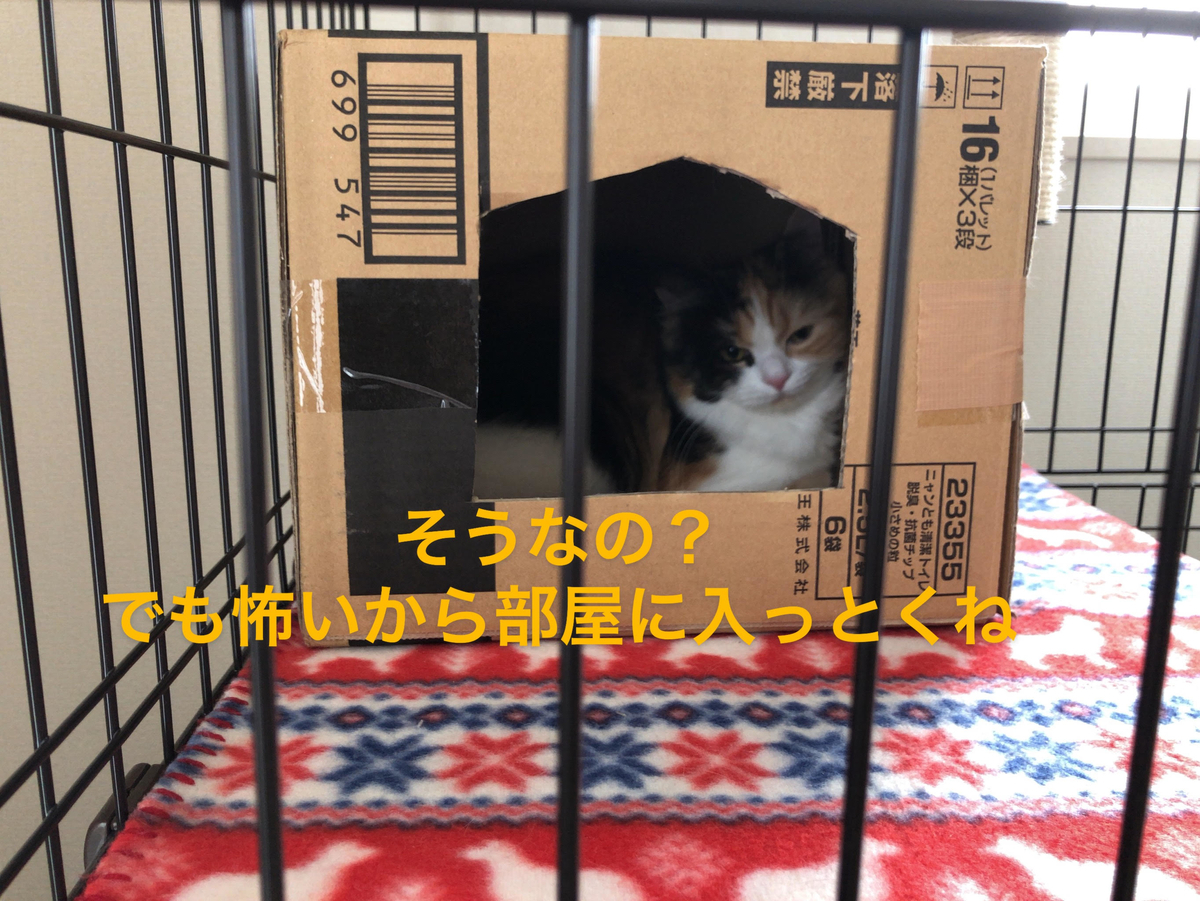 f:id:anz0502:20191210141454j:plain