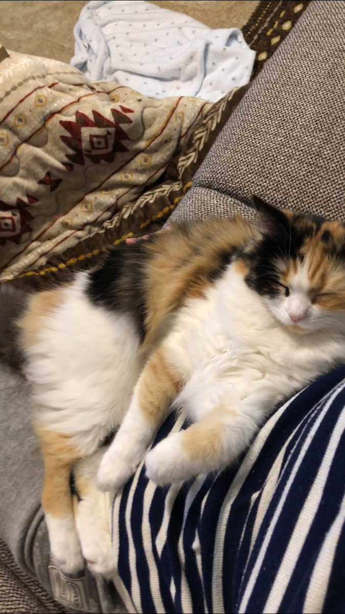 f:id:anz0502:20191210143658p:plain