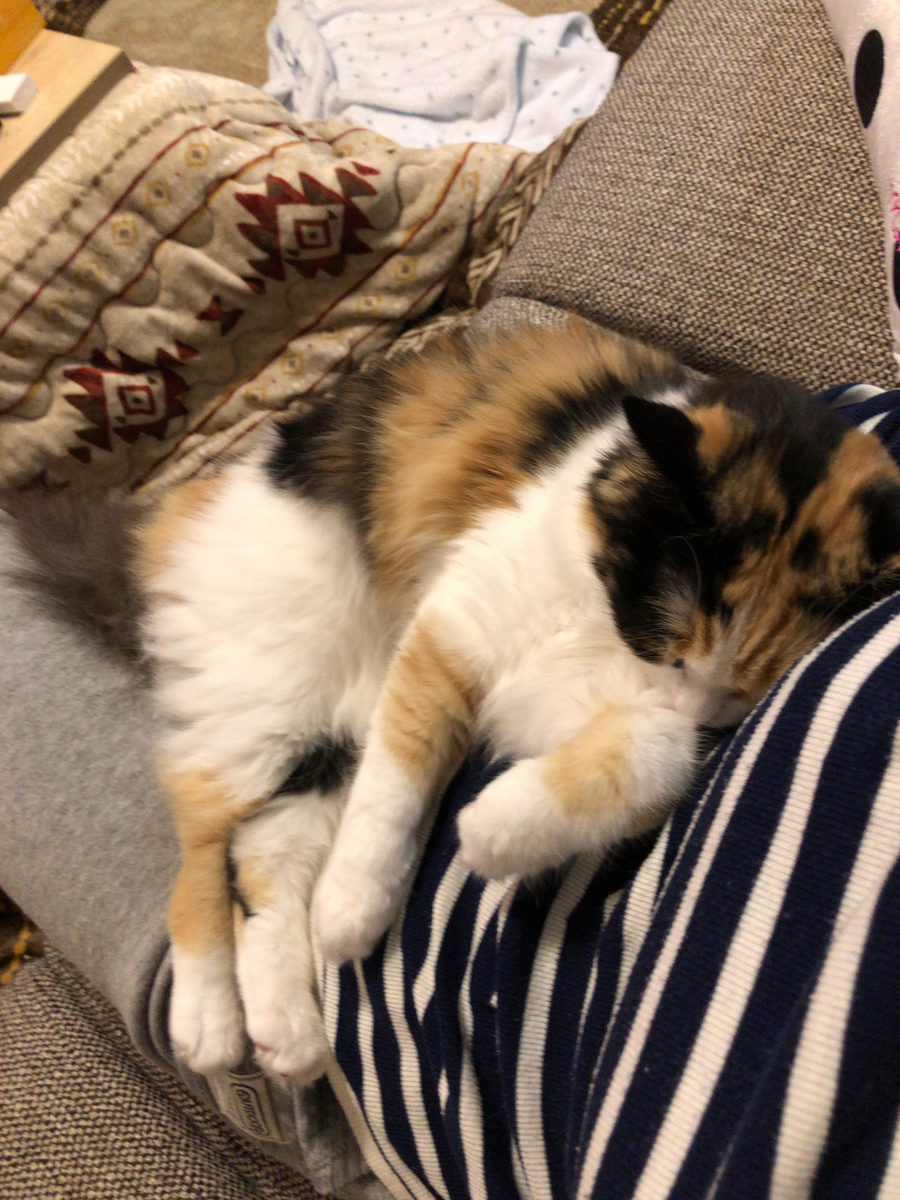 f:id:anz0502:20191210143720j:plain