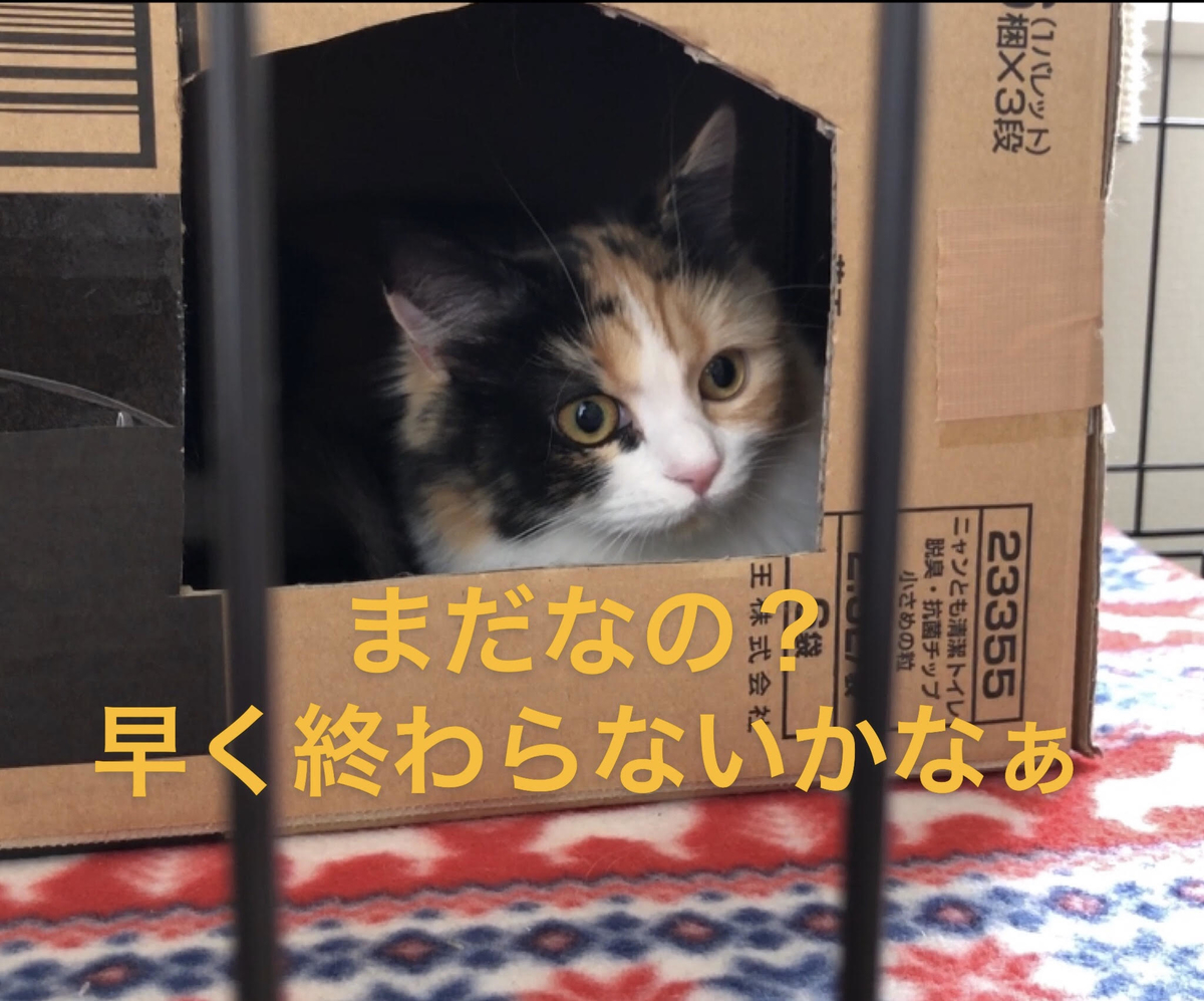 f:id:anz0502:20191210143904j:plain