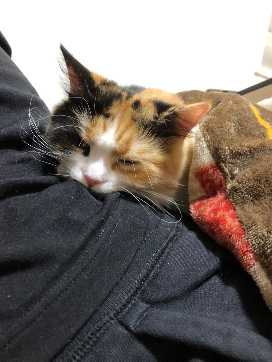 f:id:anz0502:20191216145718j:plain