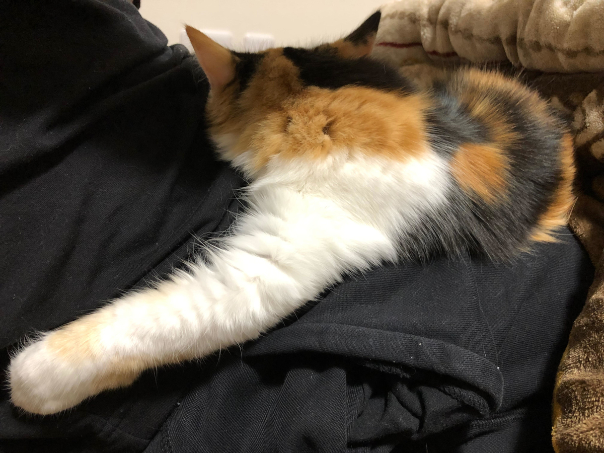 f:id:anz0502:20191216145742j:plain