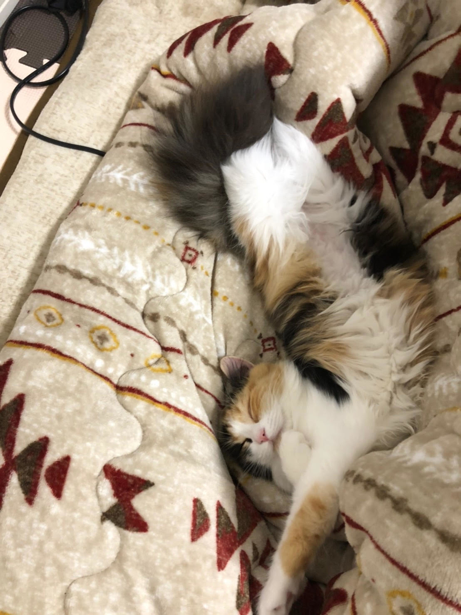 f:id:anz0502:20191216150737j:plain