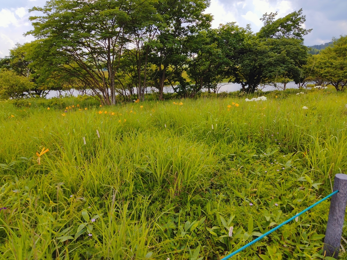 f:id:anzufig:20210729110210j:plain