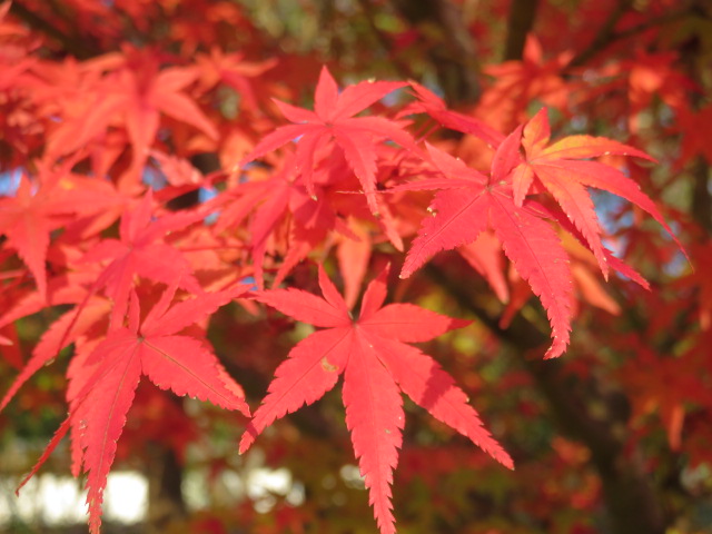 東光寺の紅葉 三木市 三田のはげ・おとん