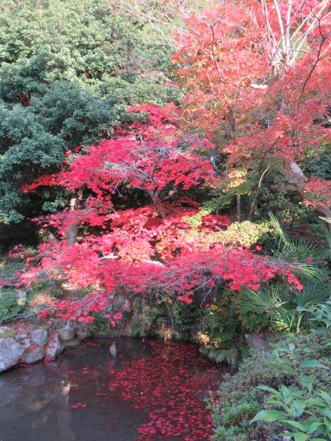 東光寺の紅葉 三木市 三田のはげ・おとん