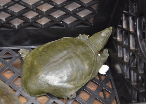 f:id:ao111111111111n:20170130003402j:plain f:id:ao111111111111n:20170130003402j:plain