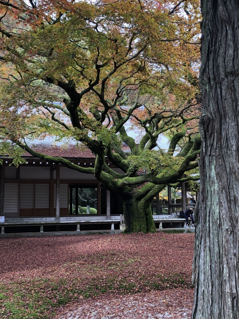 雷山千如寺大悲王院の紅葉 Aoの休日 雷山千如寺大悲王院の紅葉 Aoの休日