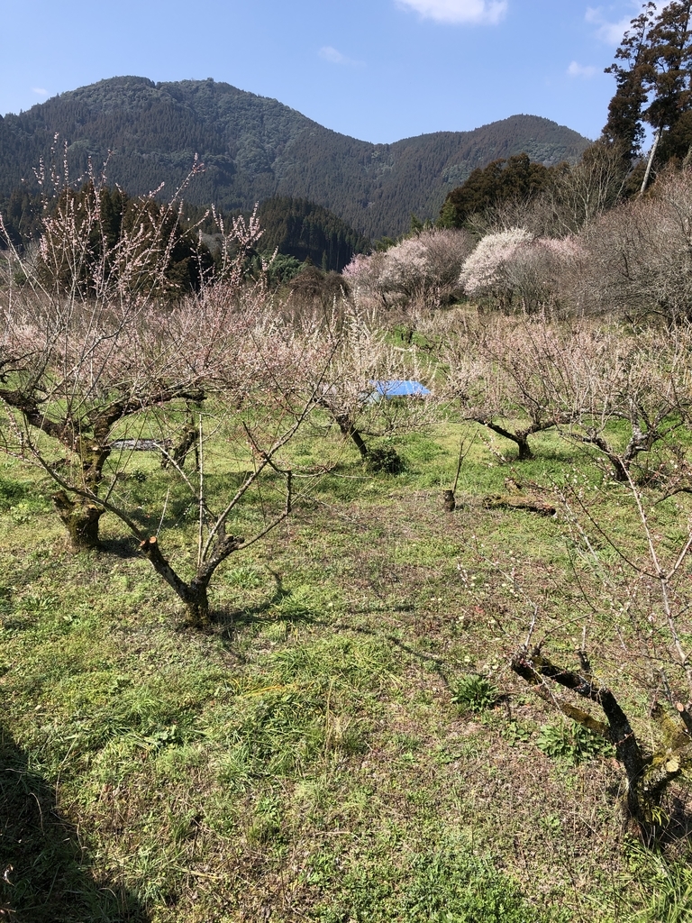 f:id:ao2222:20190309091302j:plain