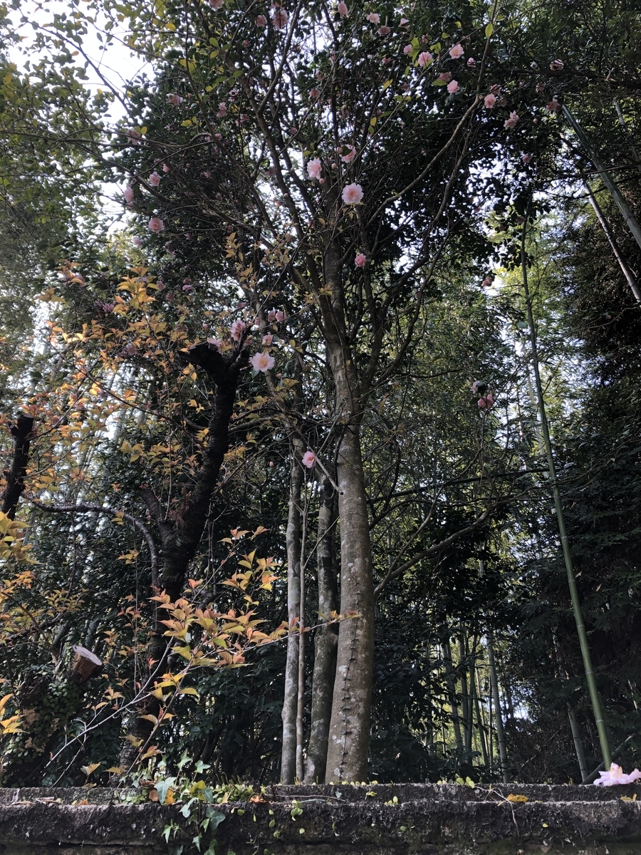 f:id:ao2222:20190323234226j:plain