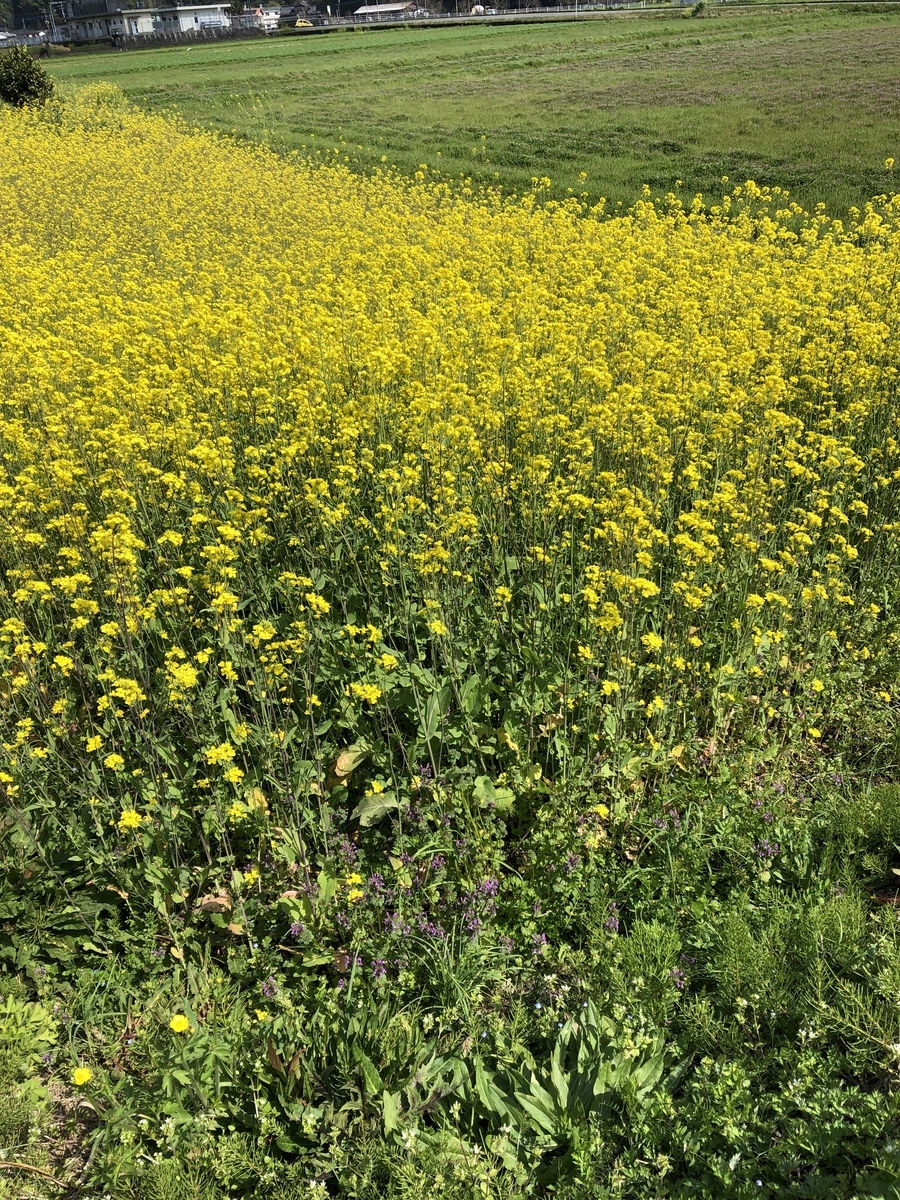 f:id:ao2222:20190323234501j:plain