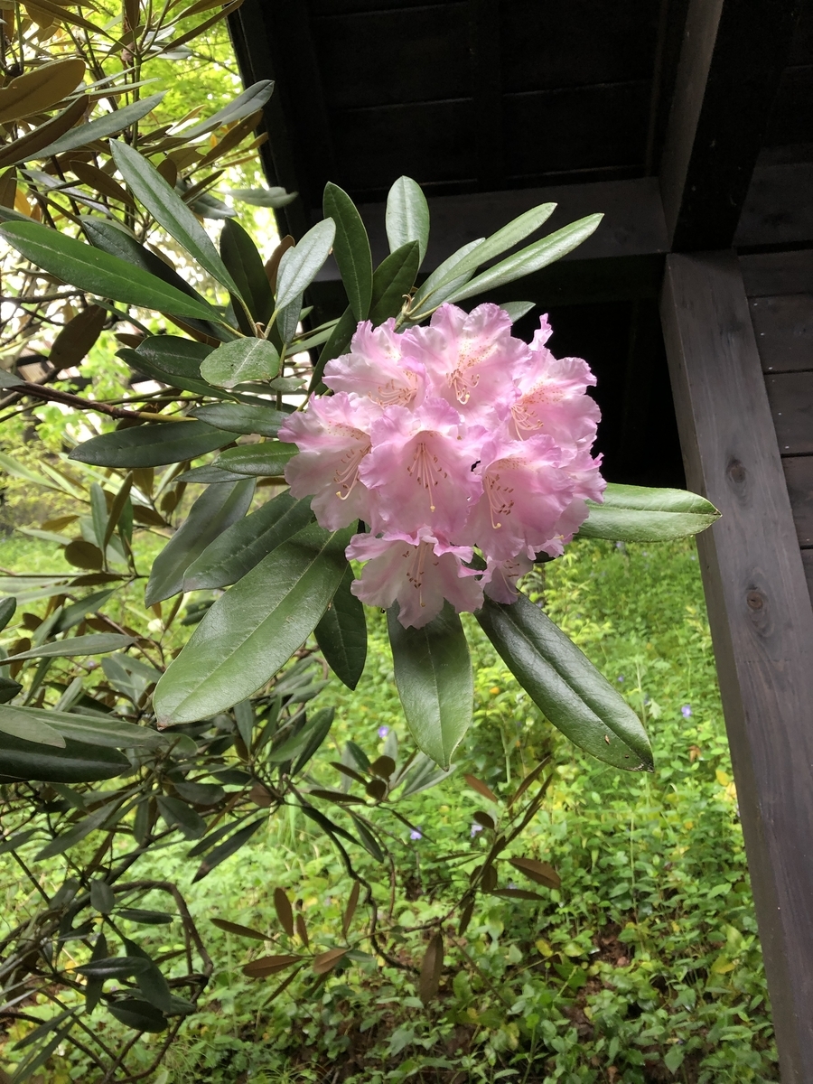 f:id:ao2222:20190502204032j:plain