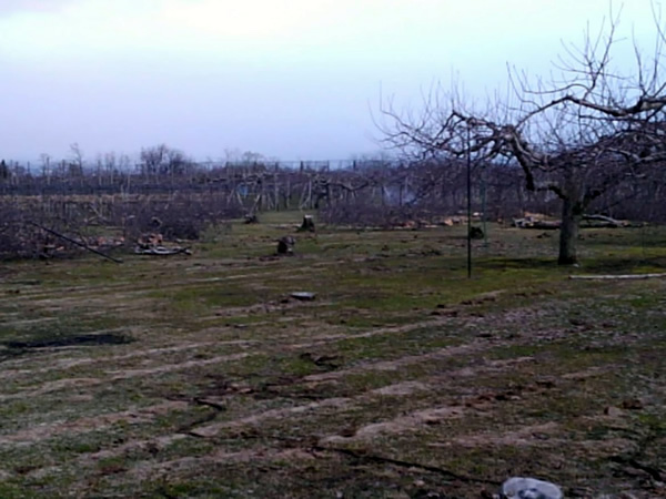更地になったリンゴ畑