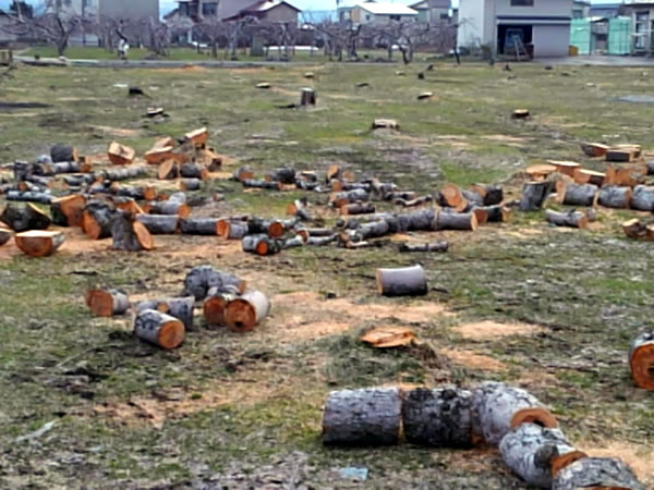 つい最近、何十本という林檎の木が切られた畑