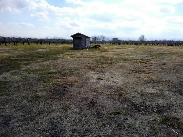 昨年の春に林檎の木が切られた畑