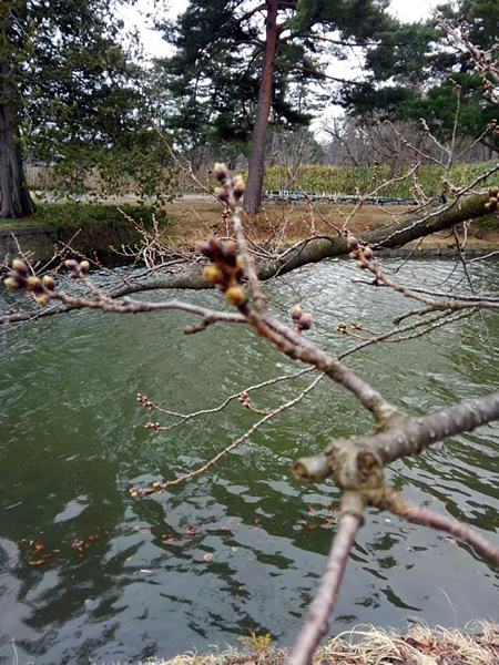 弘前公園 西堀の桜のつぼみの写真