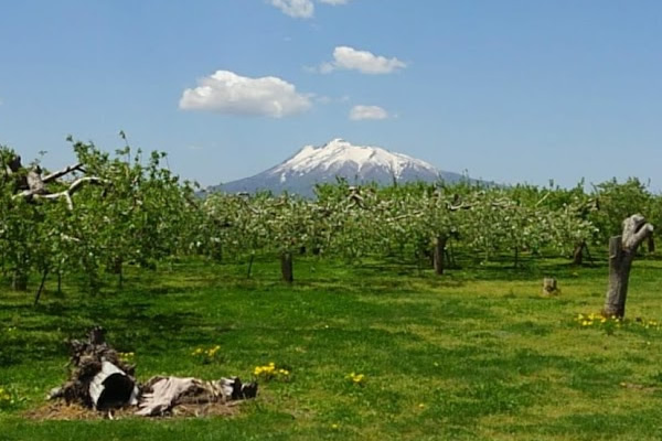 2020年5月14日の岩木山の写真
