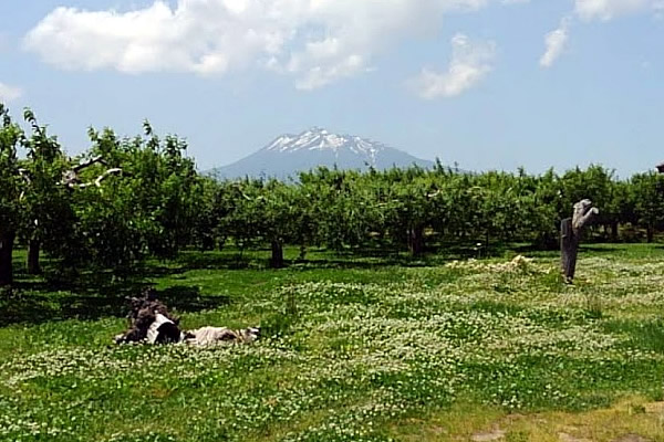 2020年6月6日の岩木山の写真