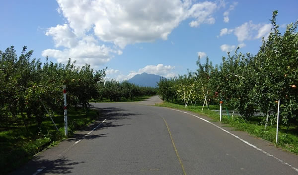 岩木山とリンゴ園の写真01