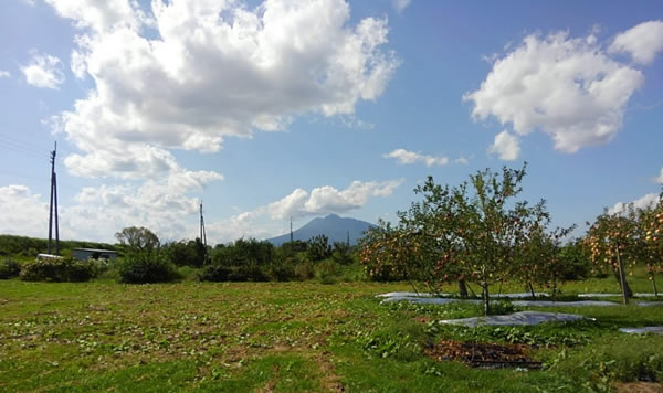 岩木山とリンゴ園の写真02