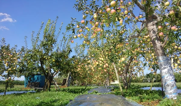 収穫を待つリンゴの写真01