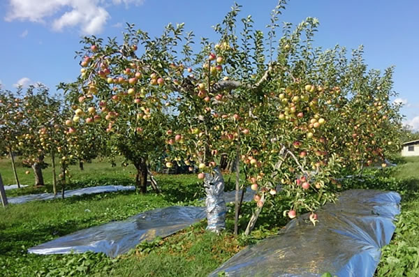 収穫を待つリンゴの写真02