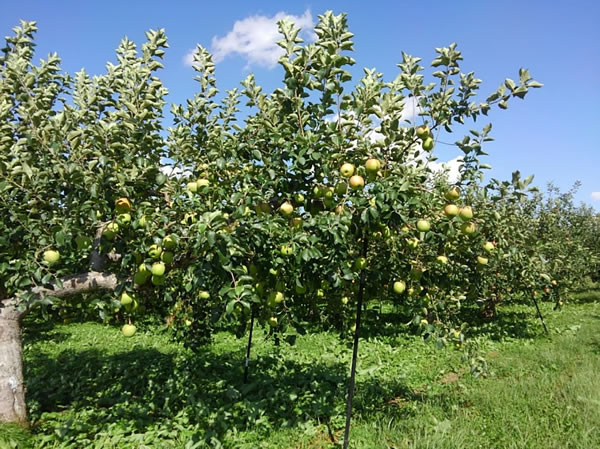 収穫を待つリンゴ「葉とらずふじ」の写真