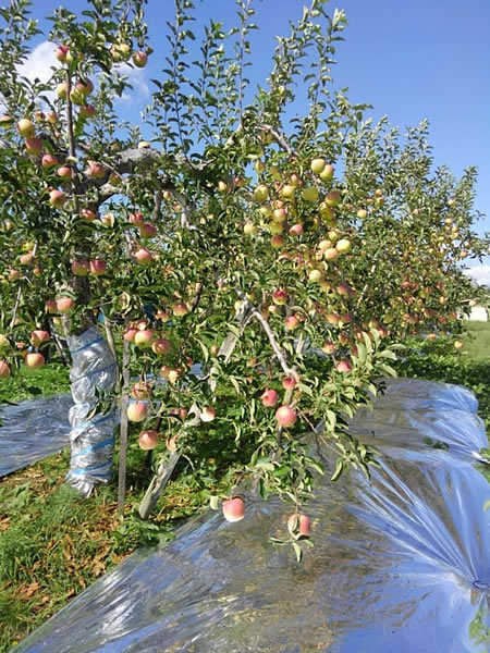 収穫を待つリンゴの写真03