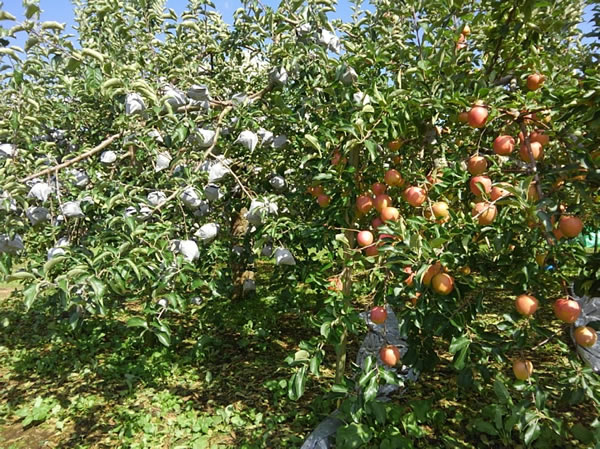 有袋栽培の「ふじ」と無袋栽培の「サンふじ」が実るリンゴの木の写真