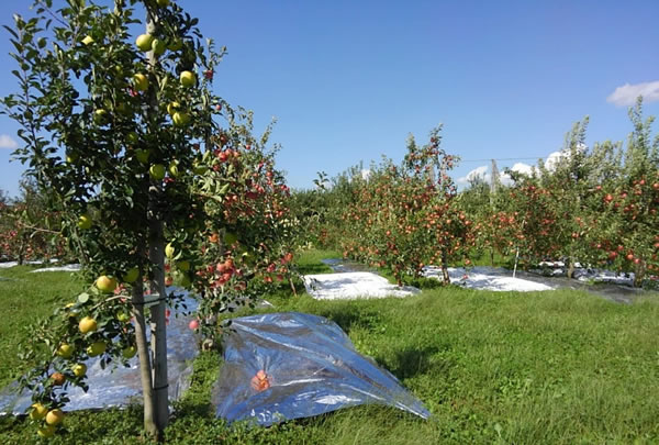 リンゴの木を大きくしない栽培方法の写真01