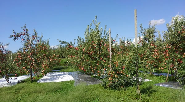 リンゴの木を大きくしない栽培方法の写真02