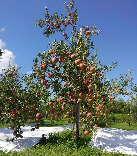 リンゴの木を大きくしない栽培方法の写真03