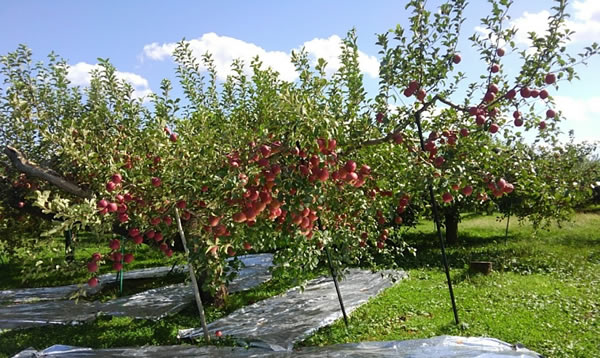 従来の栽培方法のリンゴの木の写真