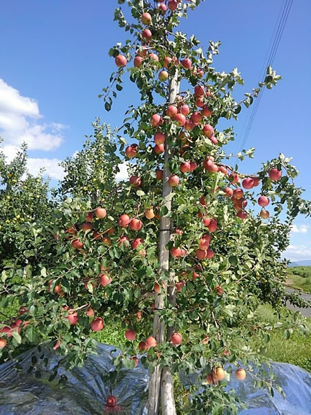 木を大きくしない栽培方法のリンゴの木の写真