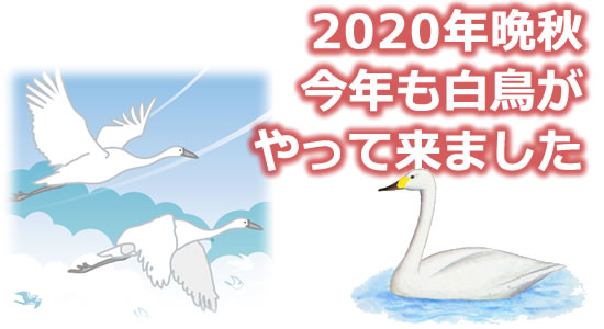 「2020年晩秋 今年も白鳥がやって来ました」のタイトル画像