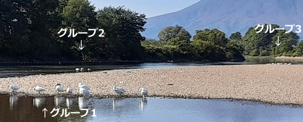 上記写真のアップ(白鳥)