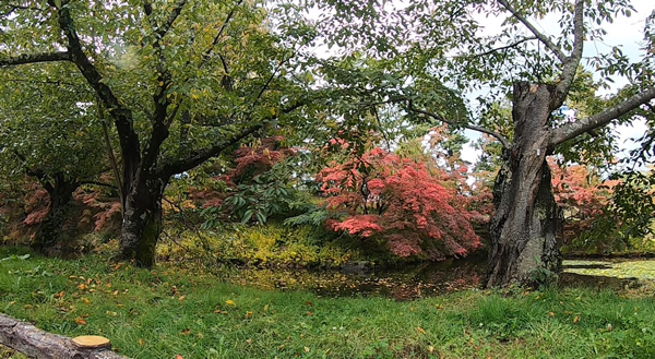 弘前公園の内濠の紅葉の写真