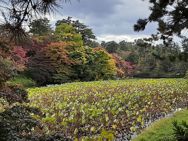 弘前公園の蓮池の紅葉の写真