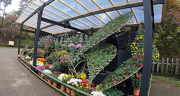 弘前公園の東門に飾られていた菊飾りの写真