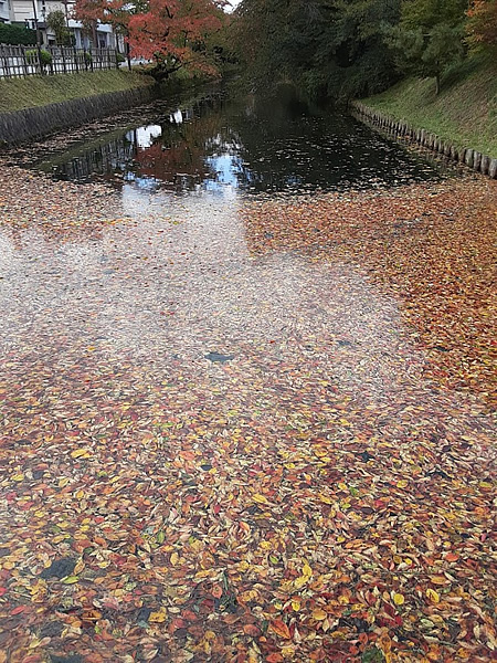 弘前公園の春の桜の季節は散った桜の花筏ができるところに紅葉筏ができている写真