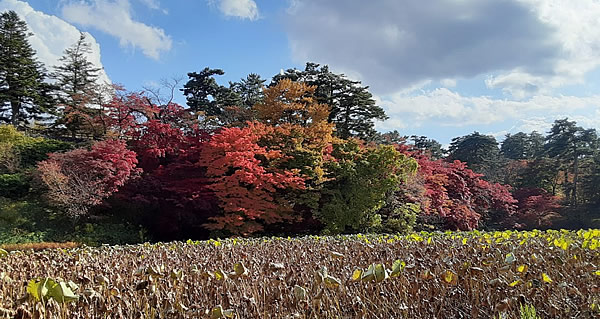 2020年弘前公園(弘前城)の紅葉写真_05