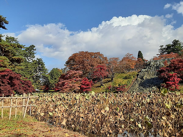 2020年弘前公園(弘前城)の紅葉写真_07