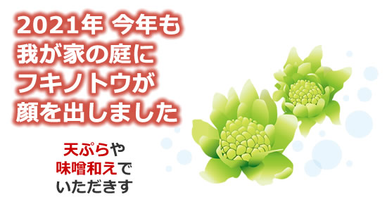 フキノトウが今年も顔を出しました