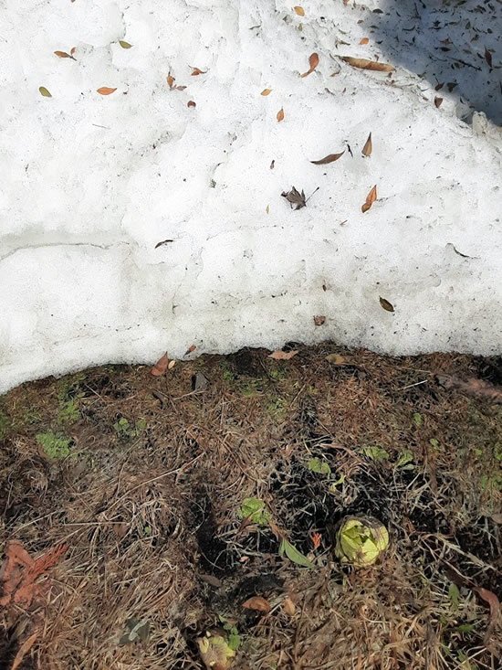フキノトウと残雪の写真