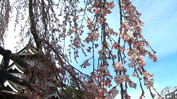 弘前城本丸の枝垂れ桜の写真