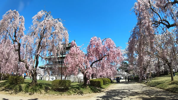 弘前城本丸の桜と天守閣