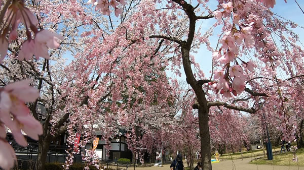 弘前城北の郭の桜