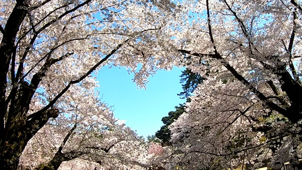 弘前公園のハート型の桜