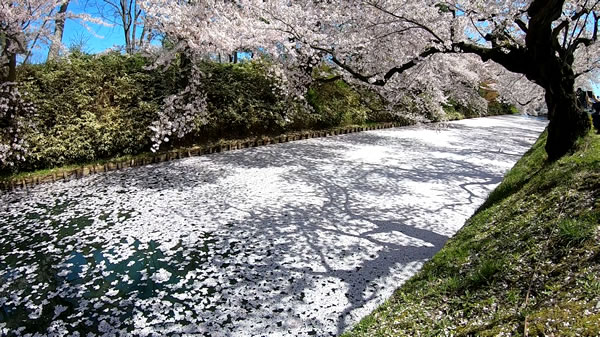 弘前公園の花筏(桜の絨毯)の写真